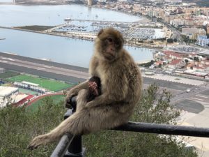 Wild monkeys in Gibraltar